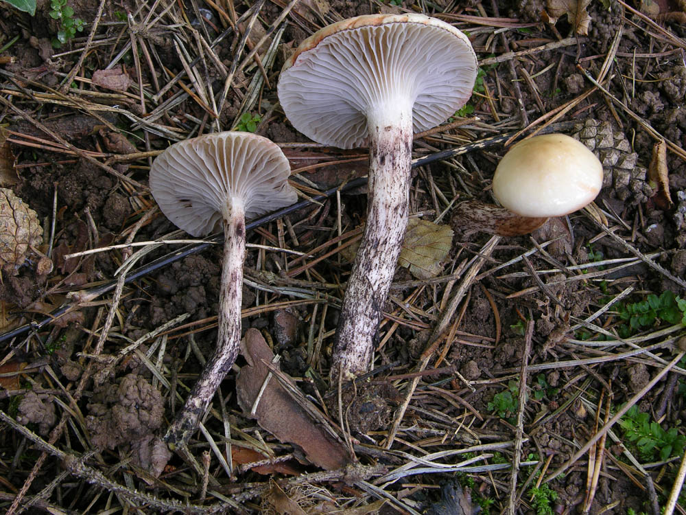 Gomphidius maculatus VS Gomphidius gracilis